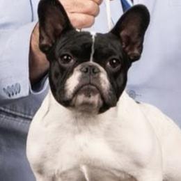 French Bulldogs from Russo's French Bulldogs