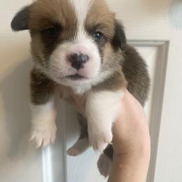 Snowflake - Red male Pembroke Welsh Corgi puppy in Cumming, Georgia from Carter’s Corgis LLC