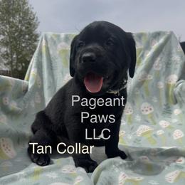 Labrador Retriever Puppies from Pageant Paws LLC