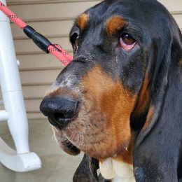Basset Hounds from South Hill Bassets