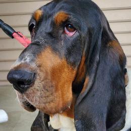 Basset Hounds from South Hill Bassets