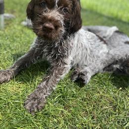 Wirehaired Pointing Griffon Puppies from Pine Barren Griffons