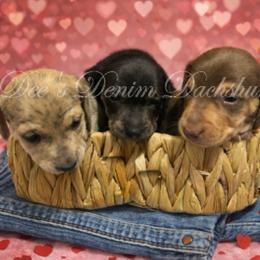 Dachshund puppies from Dee’s Denim Dachshunds
