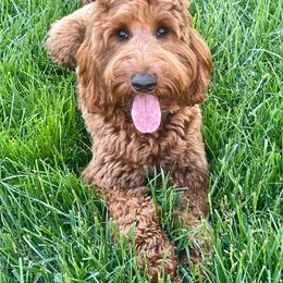 Jenny - Australian Labradoodle