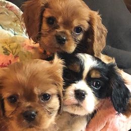 Cavalier King Charles Spaniels and Chinese Cresteds from Witches Hil