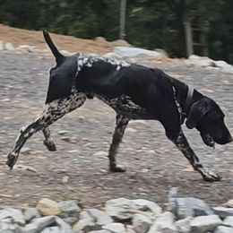 Odin - German Shorthaired Pointer