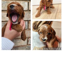 Cavapoo and Poodle Puppies from Salt Creek Doodles