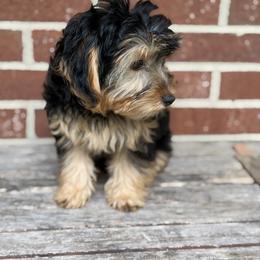 Old English Sheepdog, Poodle, Sheepadoodle, and Yorkipoo Puppies from Love Tallulah Sheepadoodles LLC