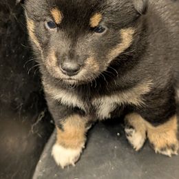 Blacky - Black and tan male Shiba Inu puppy in Warren County, New Jersey from Yellow Gate Kennel
