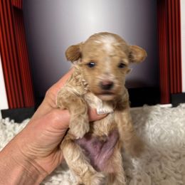 Blaze - Cream male Poodle puppy in Pueblo, Colorado from Going Poodles & Pet Services LLC