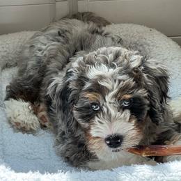 Titan - Blue merle male Bernedoodle puppy in Salem, Utah from Doodle Doodle Dogs