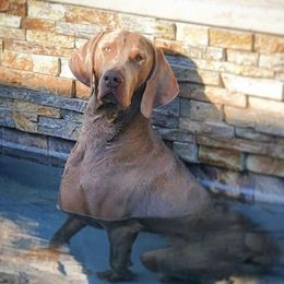 Bert - Weimaraner