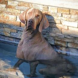 Bert - Weimaraner
