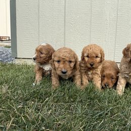Goldendoodle Puppies from Lynn Fontaine