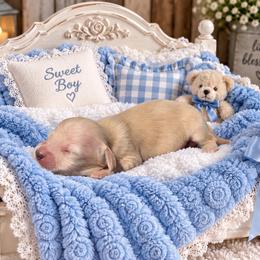 Bentley - Cream male Dachshund puppy in Mountainburg, Arkansas from Charisma Dachshunds