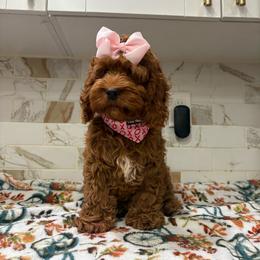 Autumn - Red female Cockapoo puppy in Delran, New Jersey from HMH’s Maltipoos & Cavaliers