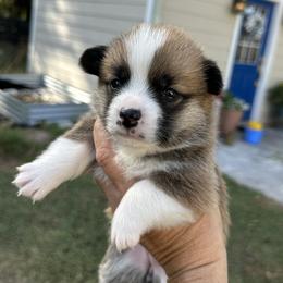 Red and white female 1 - Red female Pembroke Welsh Corgi puppy in Ocala, Florida from Rivermont Farm
