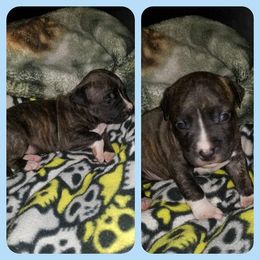 American Pit Bull Terrier Puppies from Kaotic APBTs