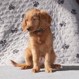 Goldendoodle Puppies from New Caney Doodles