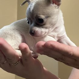 Gray - Silver and white Chihuahua puppy in Rochester, New York from Little Beauties
