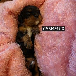 CARMELLO - Black and tan female Cavalier King Charles Spaniel puppy in Lehi, Utah from Angels and Nobility Cavaliers