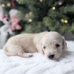 Mindy - Cream female Dachshund puppy in Richmond, Virginia from Irresistible Dachshunds & Cavaliers