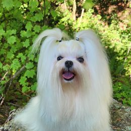 Baby Goose - Maltese