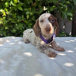 Rocco - Dapple male Dachshund puppy in Temecula, California from Naomi Magee's Dachshund Kennel