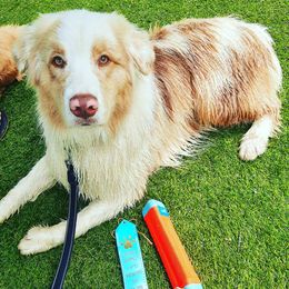 Australian Shepherd Puppies from Whiteley Way Australian Shepherds