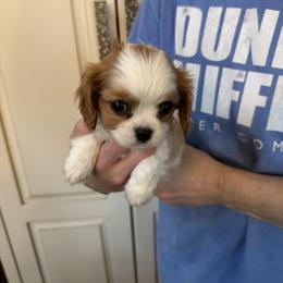 Mistletoe - Blenheim female Cavalier King Charles Spaniel puppy in Rockville, Maryland from Skais the Limit Cavaliers