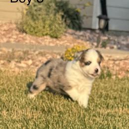 Buy 3 - Blue merle male Miniature Australian Shepherd puppy in Strasburg, Colorado from Grasslands Aussies