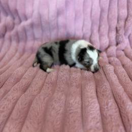 Reba - Blue merle and white female Shetland Sheepdog puppy in Aberdeen, Idaho from Willow Creek Cresteds