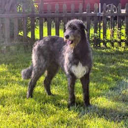 Zia - Irish Wolfhound
