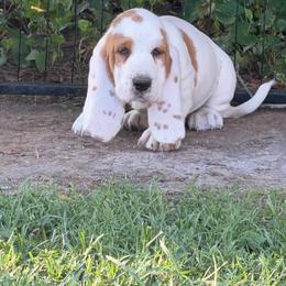 Brown collar male - Lemon and white male Basset Hound puppy in Manchester, Tennessee from Middle TN Leopard Catahoulas and Middle TN Bassett Hounds