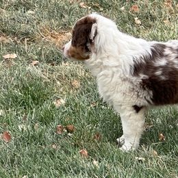 Mabel - Red tri Miniature Australian Shepherd puppy in Colorado from Pittenweem Farm