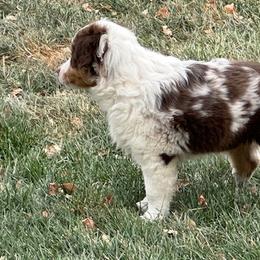 Mabel - Red tri Miniature Australian Shepherd puppy in Colorado from Pittenweem Farm