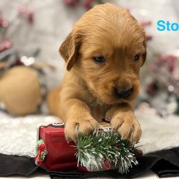 Stocking - Golden female Golden Retriever puppy in Salt Lake City, Utah from Soaring golden retrievers