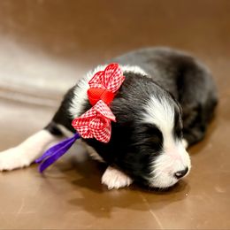 Dark purple - Black tri female Miniature Australian Shepherd puppy in 32046, Florida from River Hill Ranch