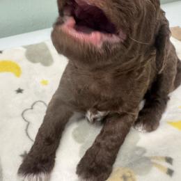 Gemma Bellincioni Della Fino Fino - Brown female Lagotto Romagnolo puppy in Santa Fe, New Mexico from Fino Lagotto