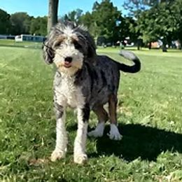 Baylen - Bernedoodle