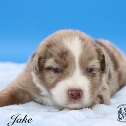 Jake - Red merle male Miniature Australian Shepherd puppy in Weeki Wachee, Florida from Arlington's Mini Aussies