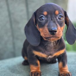Pink Girl - Black and tan female Dachshund puppy in Campbellsville, Kentucky from Poplar Ridge Dachshunds