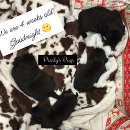 Shale - Black male Pug puppy in Summerville, Georgia from Pearly’s Pugs & Pollywog Poodles