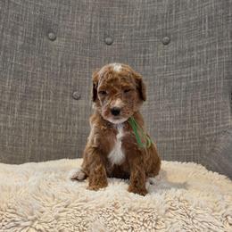 Green - Red  male Goldendoodle puppy in Miami, Florida from GoldStar Doodles USA