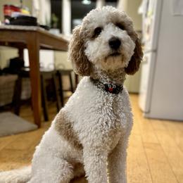 Nellie - Poodle