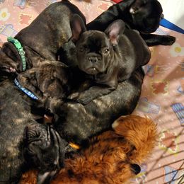 French Bulldog Puppies from Ruffini French Bulldogs