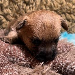 Kneesaa - Red female Cairn Terrier puppy in Bigfork, Minnesota from Dachshunds Up North