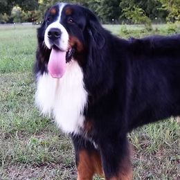 Jax - Bernese Mountain Dog
