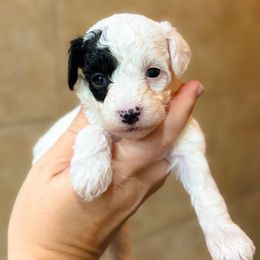 Harvest - Black and white female Sheepadoodle puppy in Wharton, Texas from Little Fur Friends