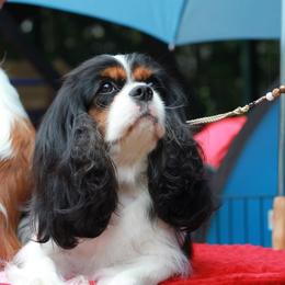 BoBo - Cavalier King Charles Spaniel